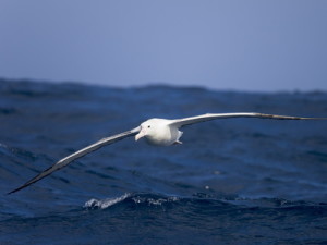 One of the many wandering Albatross who love to get my fishing lure